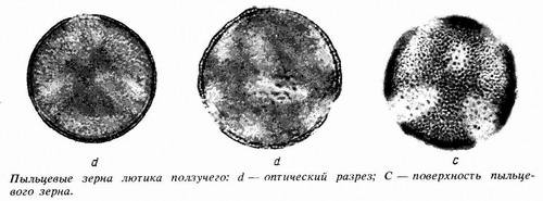 Лютик ползучий (Ranunculus repens)-пыльцевые зерна Лютик ползучий (Ranunculus repens)-пыльцевые зерна